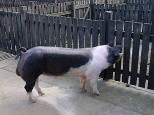 Hungahib 39