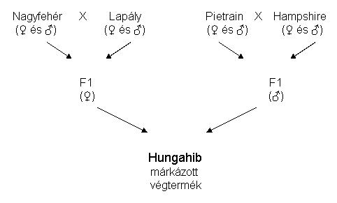 Hungahib