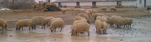 Mangalica sertések