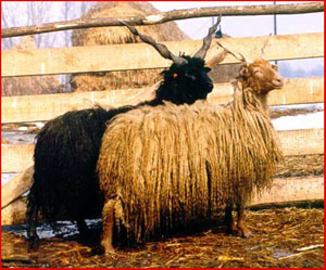 Racka